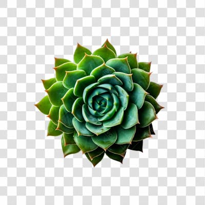 Planta Verde Png Transparente (1)