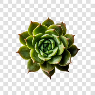Planta Verde Png Transparente (2)
