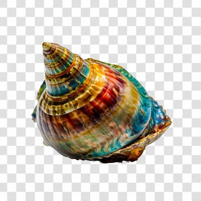 Concha Do Mar Png Transparente (1)