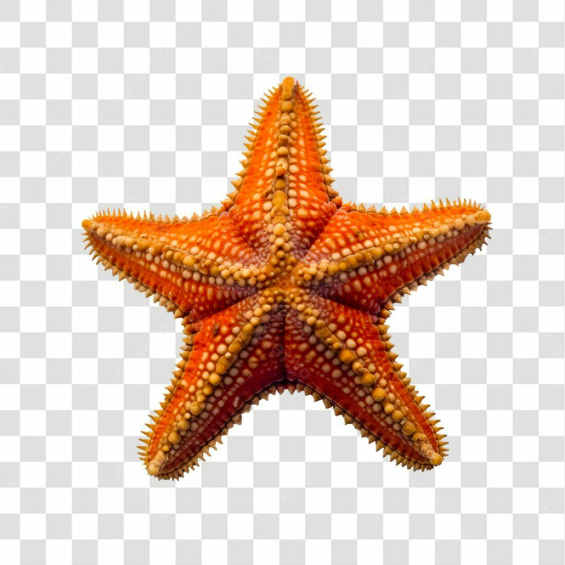 Ícone Estrela do Mar PNG com fundo transparente