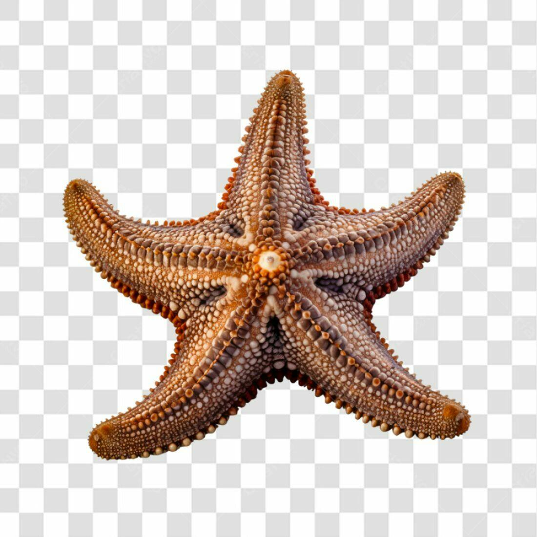 Icone Estrela do Mar PNG com fundo transparente