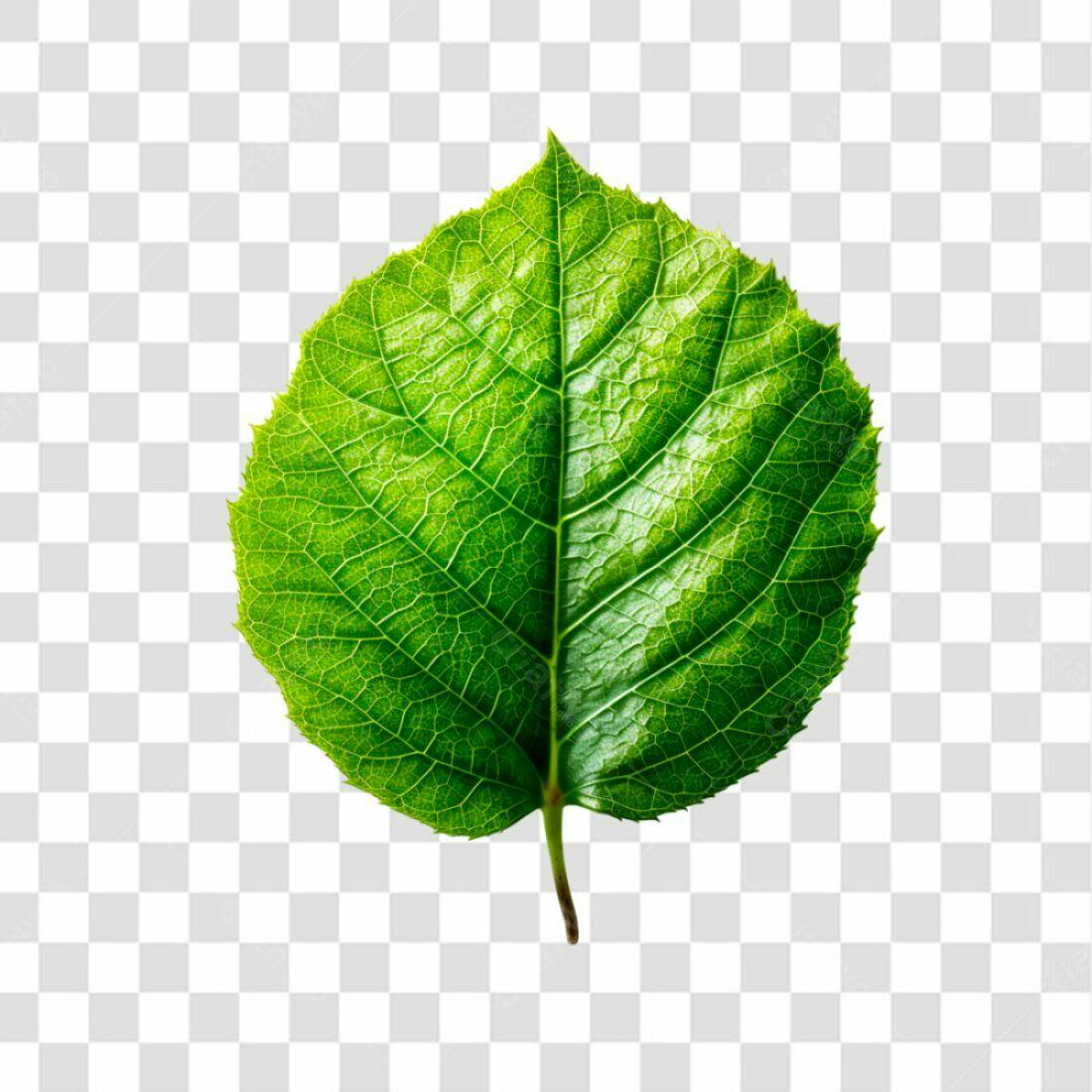 Icone Folha Verde PNG com fundo transparente
