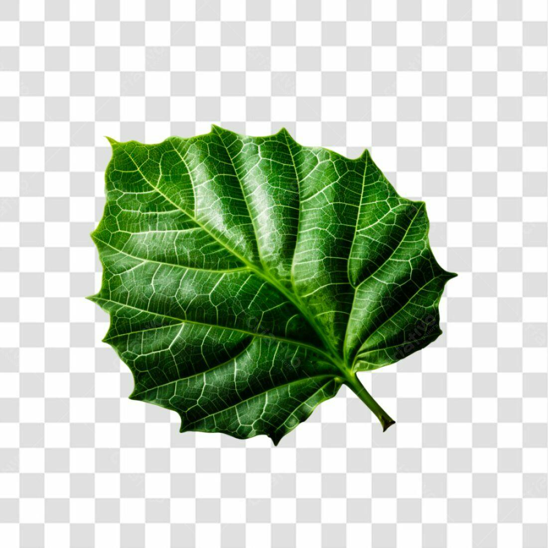 Icone Folha Verde PNG com fundo transparente