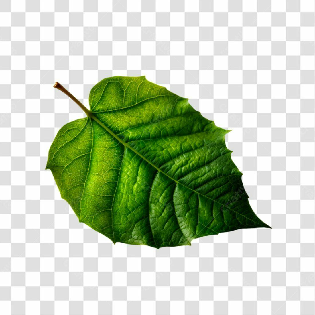 Icone Folha Verde PNG com fundo transparente