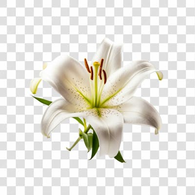 Flor Branca Png Transparente (1)