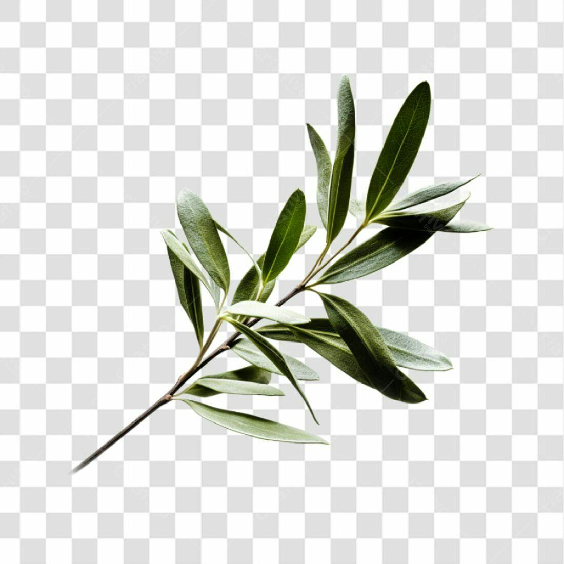 Icone Folhas Oliveira PNG com fundo transparente