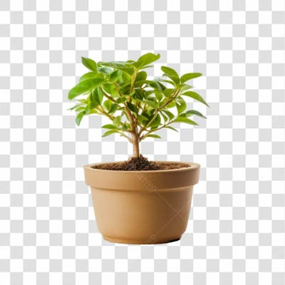 Vaso De Planta Png Transparente (2)