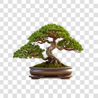 árvore bonsai png transparente