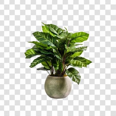 Vaso De Planta Png Transparente