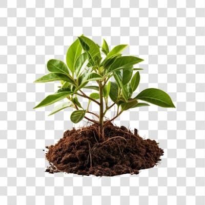 Broto De Planta Png Transparente (1)