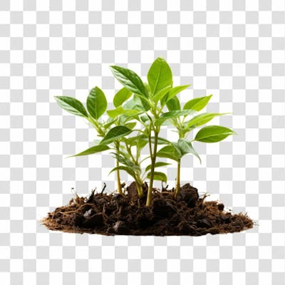 Broto De Planta Png Transparente (2)