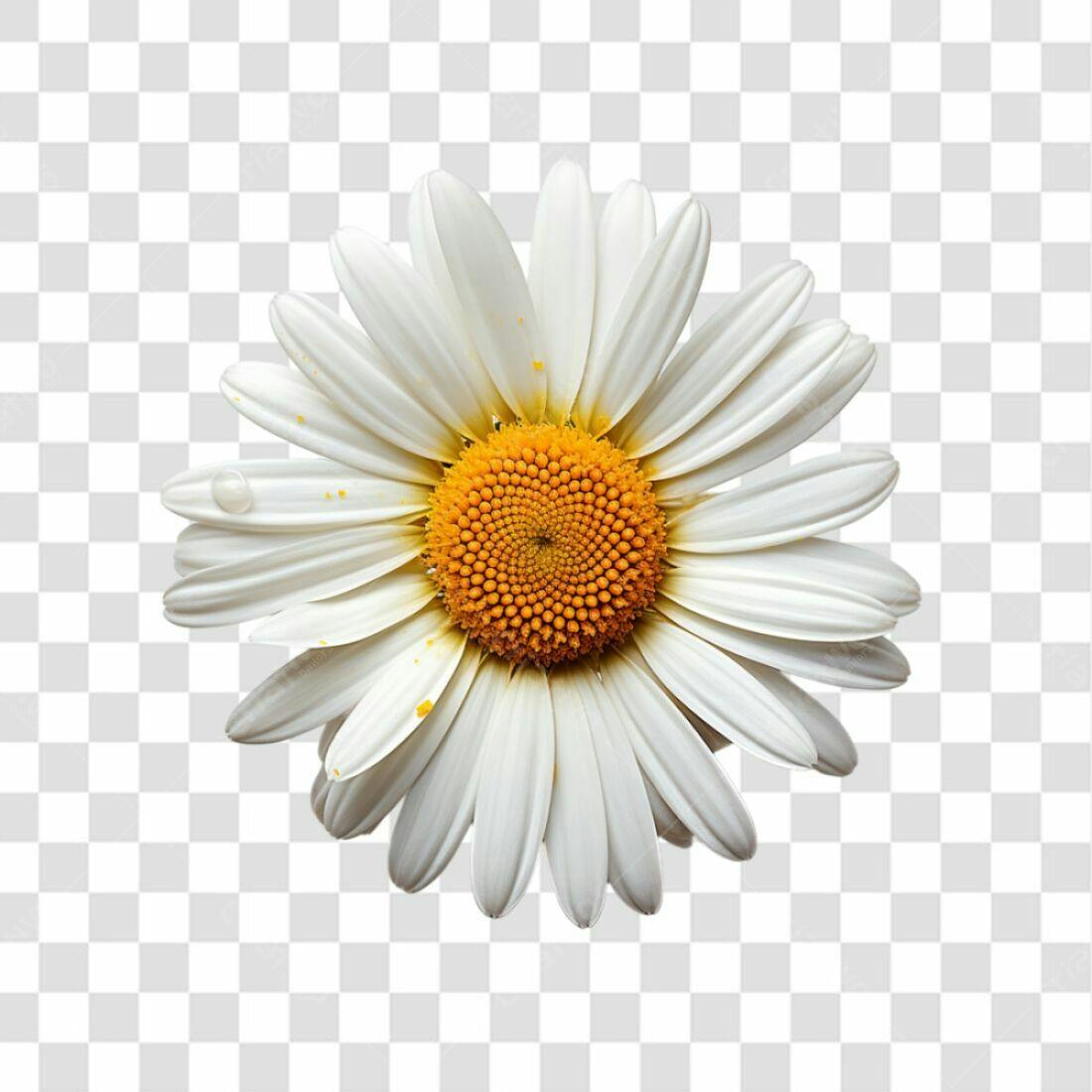 Icone Margarida PNG com fundo transparente
