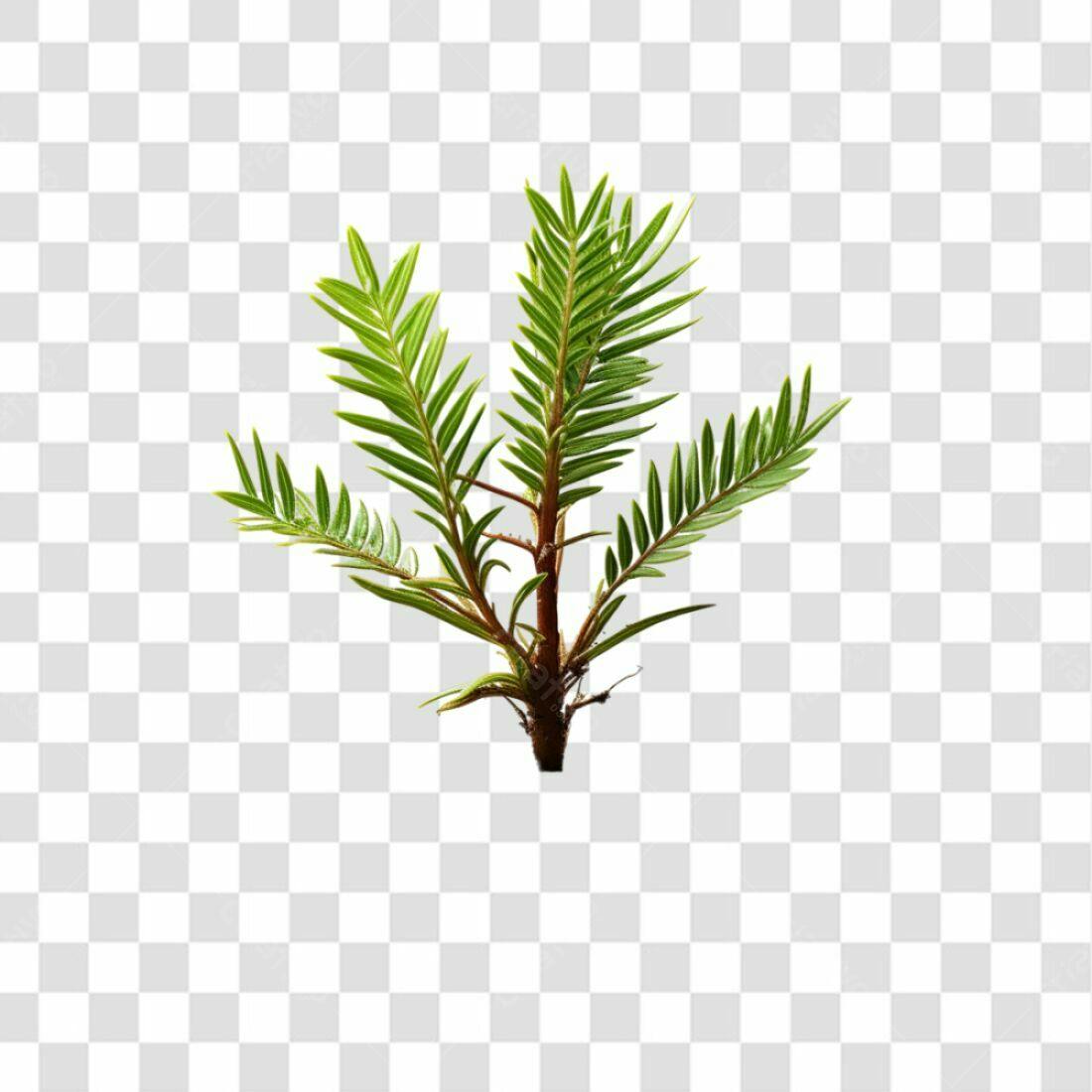 Icone Planta Verde PNG com fundo transparente