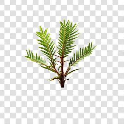 Planta Verde Png Transparente (1)