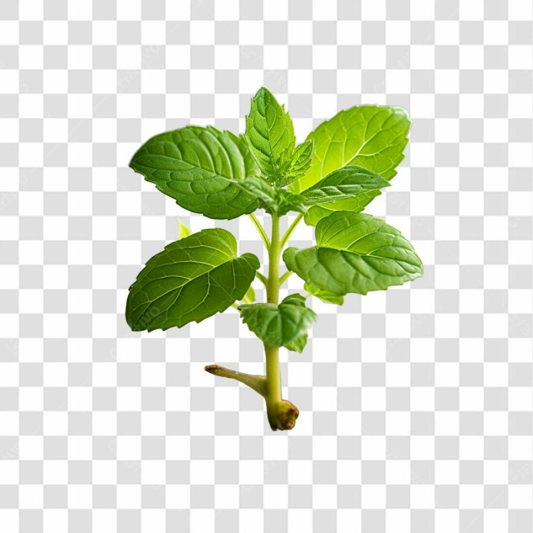 Icone de Hortelã PNG com fundo transparente