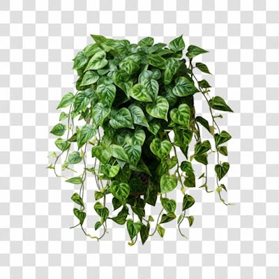 Planta Verde Png Transparente (2)