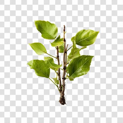 Planta Verde Png Transparente (6)