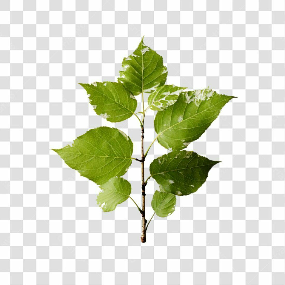 Icone Folhas Verdes PNG com fundo transparente