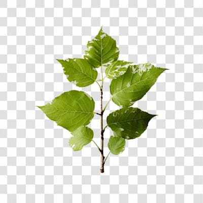Planta Verde Png Transparente (7)