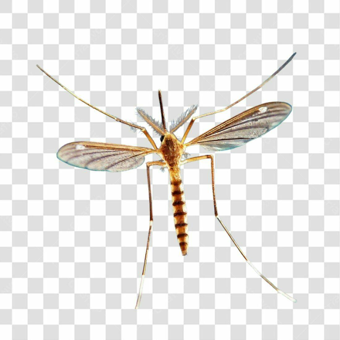 Icone Inseto Mosquito PNG com fundo transparente