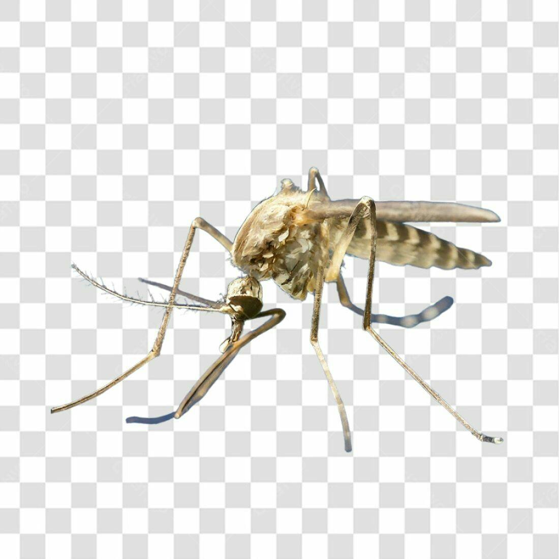 Icone Inseto Mosquito PNG com fundo transparente