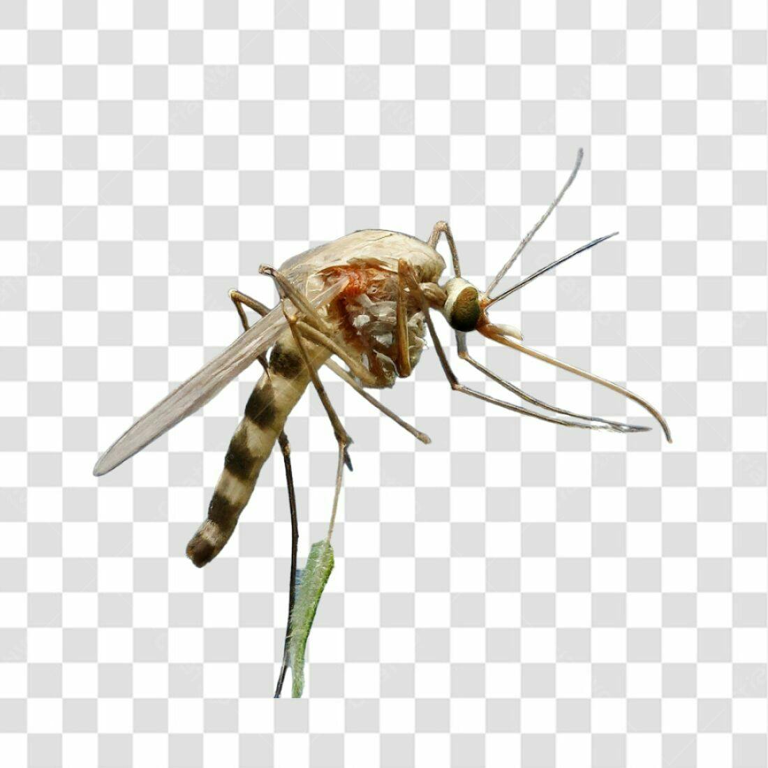 Icone Mosquito PNG com fundo transparente