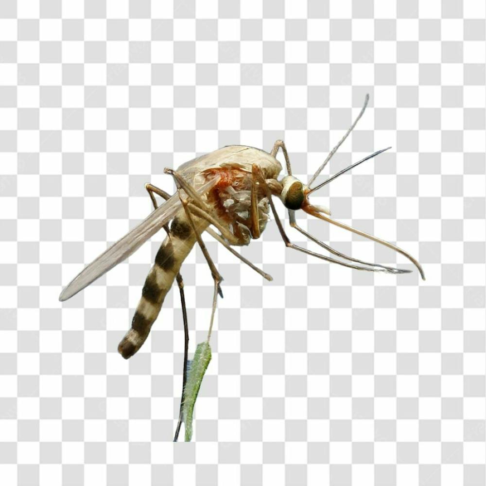 Mosquito Png Transparente (3)