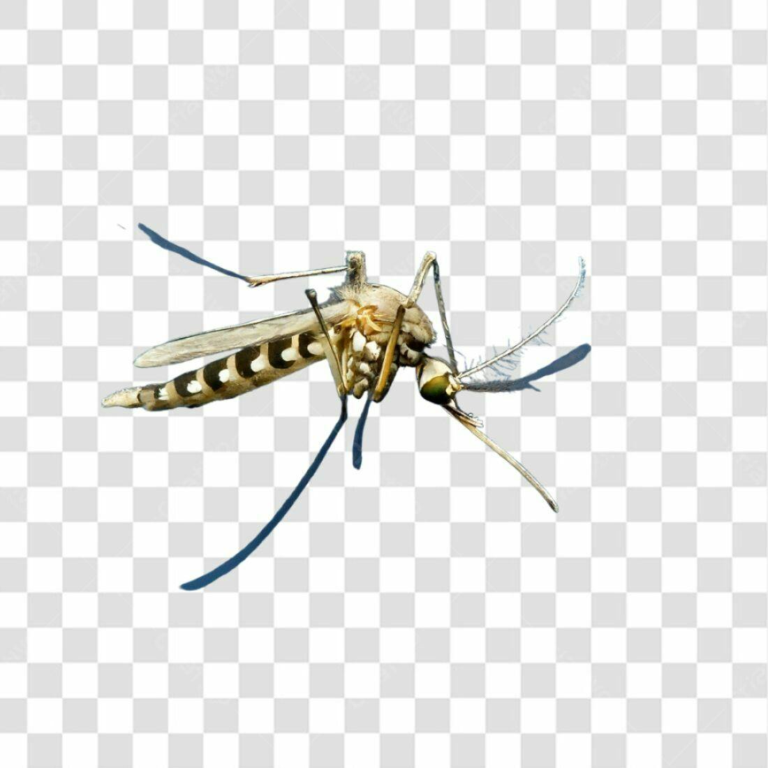 Icone Mosquito Marrom e Preto PNG com fundo transparente