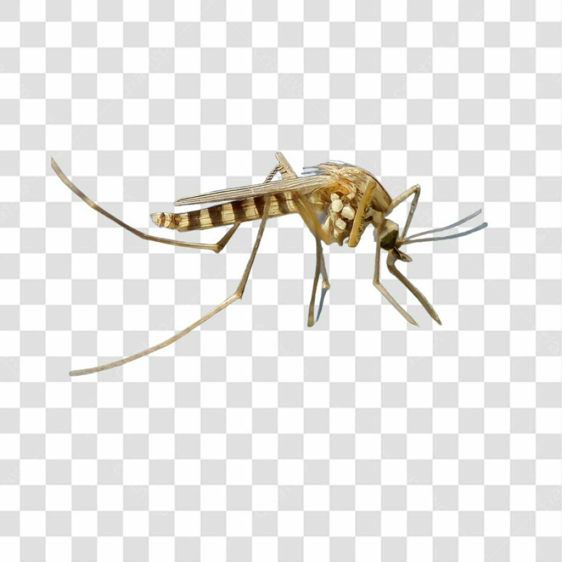 Icone Mosquito Marrom PNG com fundo transparente
