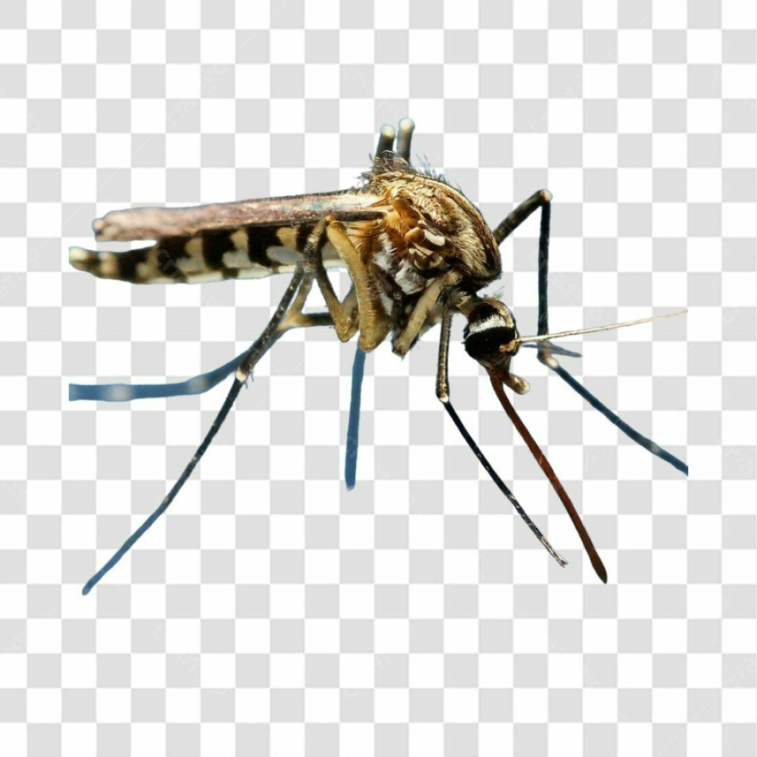 Icone Mosquito Marrom PNG com fundo transparente