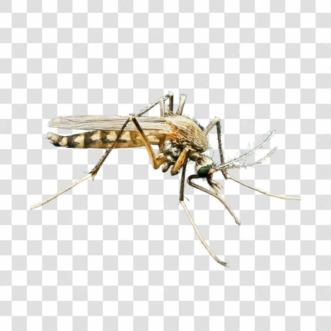 Icone Mosquito PNG com fundo transparente