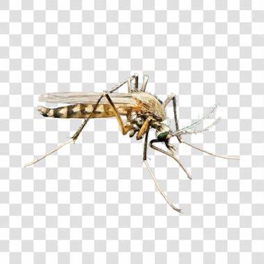 Mosquito png transparente