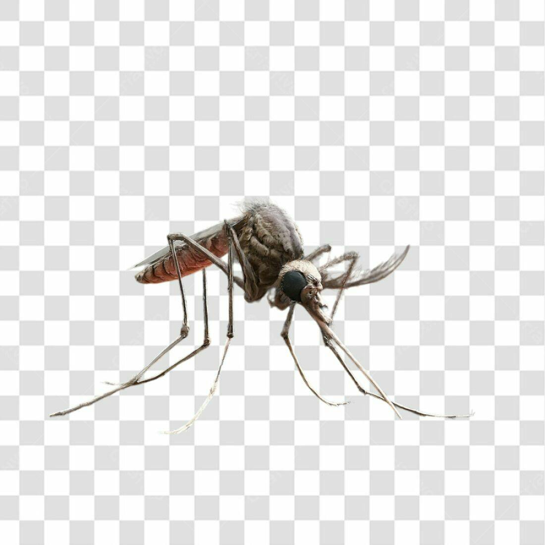 Icone Mosquito PNG com fundo transparente
