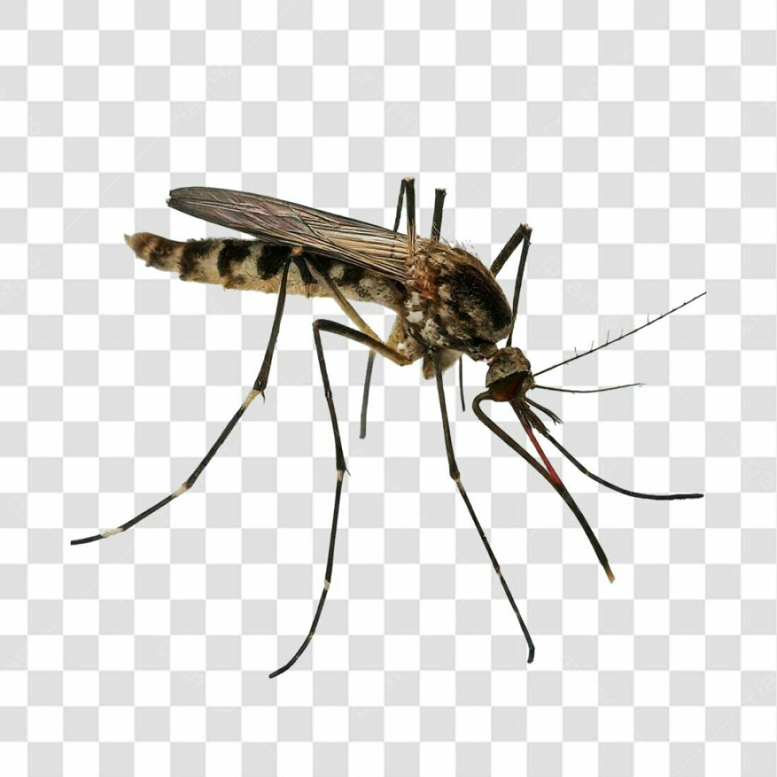 Icone Mosquito Marrom PNG com fundo transparente