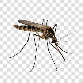 Mosquito png transparente
