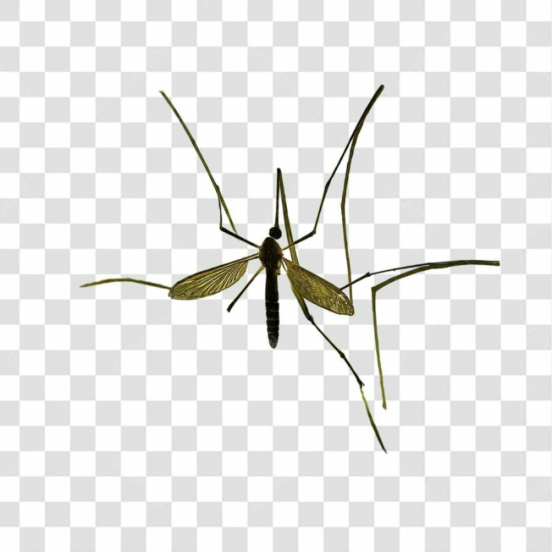 Icone Inseto Mosquito PNG com fundo transparente