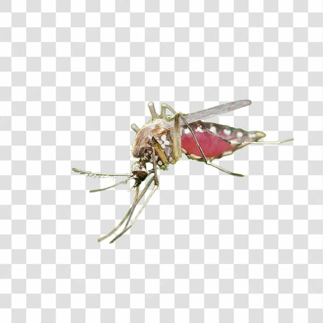 Icone Mosquito com fundo transparente PNG