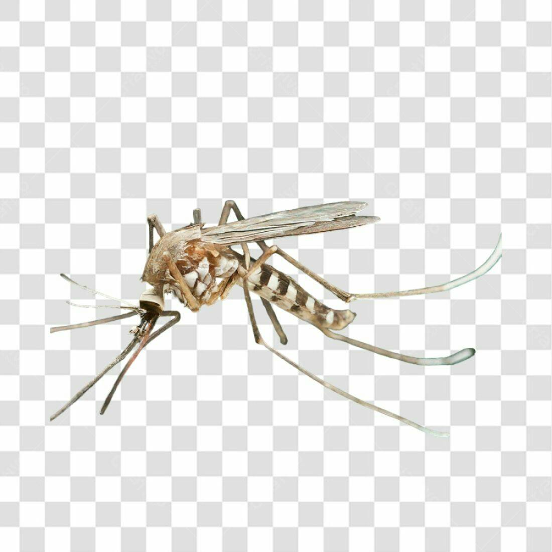 Icone Mosquito Marrom PNG com fundo transparente