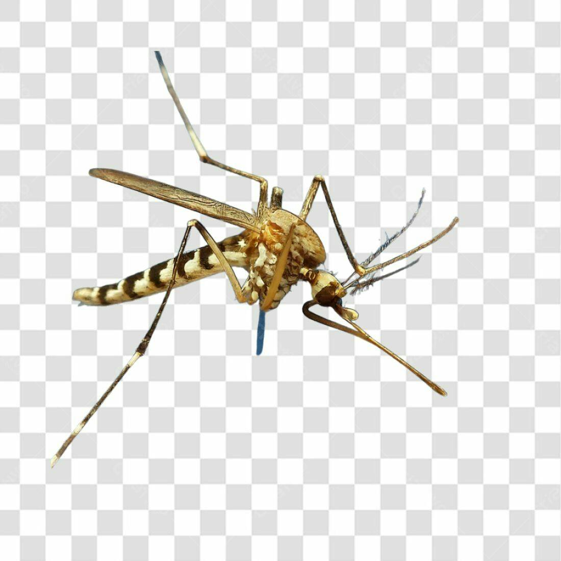 Icone Mosquito Marrom e Preto PNG com fundo transparente
