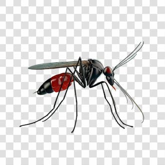 Mosquito malária png transparente
