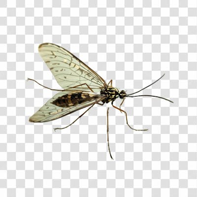 Mosquito Png Transparente (12)