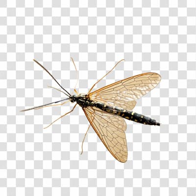 Mosquito Png Transparente (13)