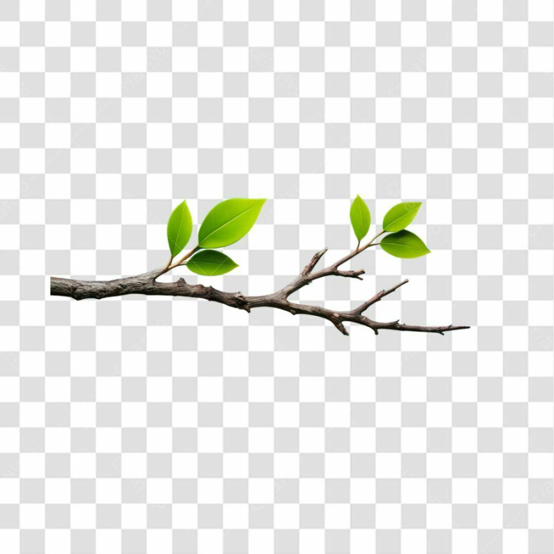 Icone Galho com Folhas PNG com fundo transparente