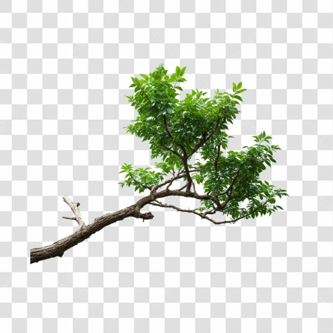 Galho de árvore PNG com fundo transparente