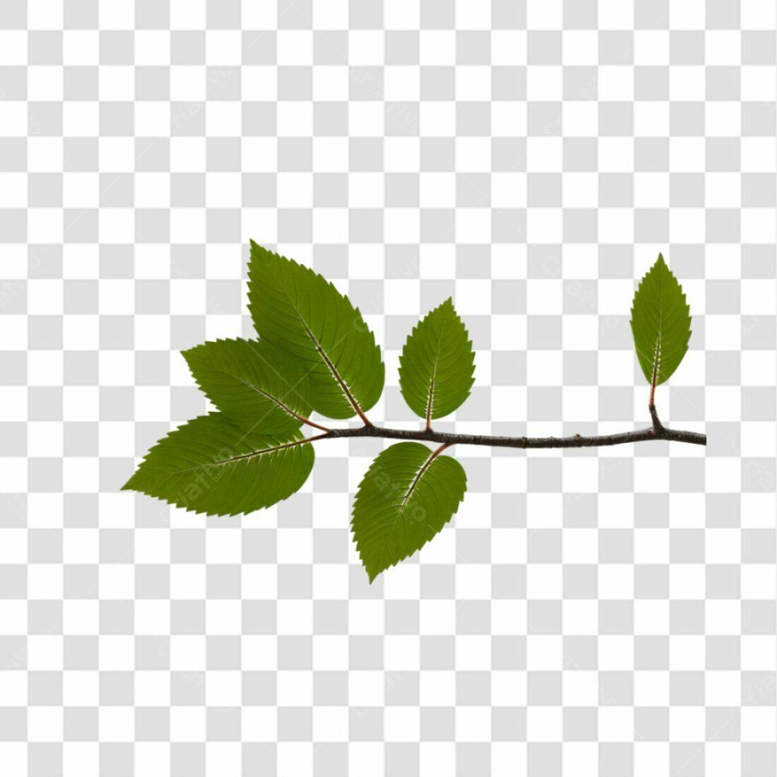 Icone Folhas Verdes PNG com fundo transparente