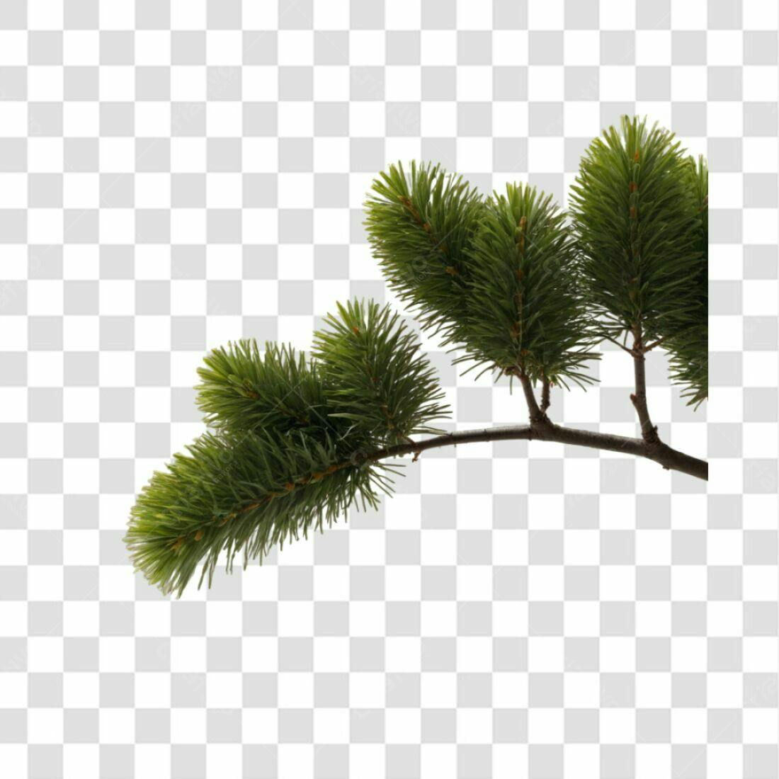 Icone Natalino Pinheiro PNG com fundo transparente