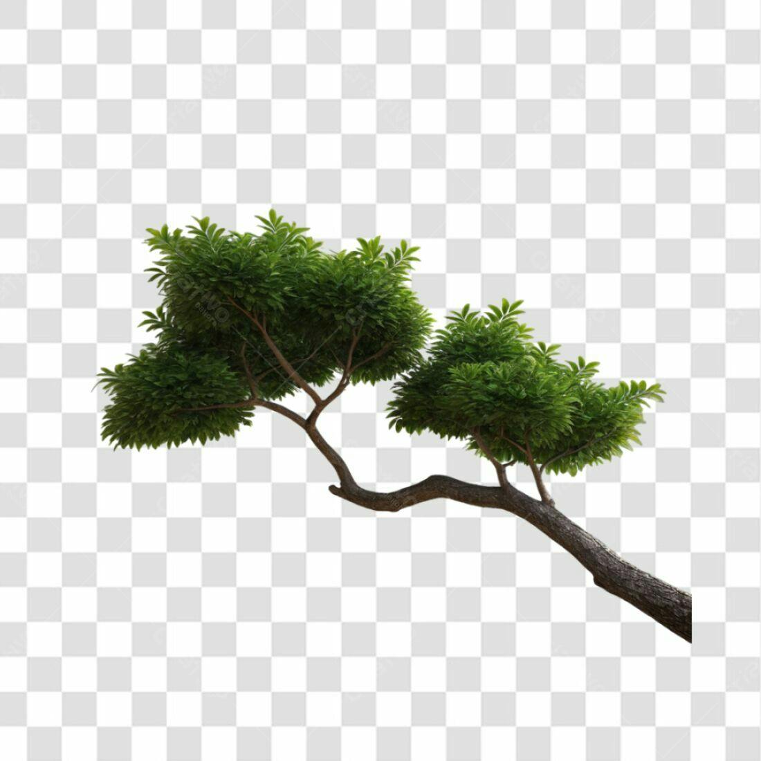 Elemento PNG com fundo transparente ramo árvore verde