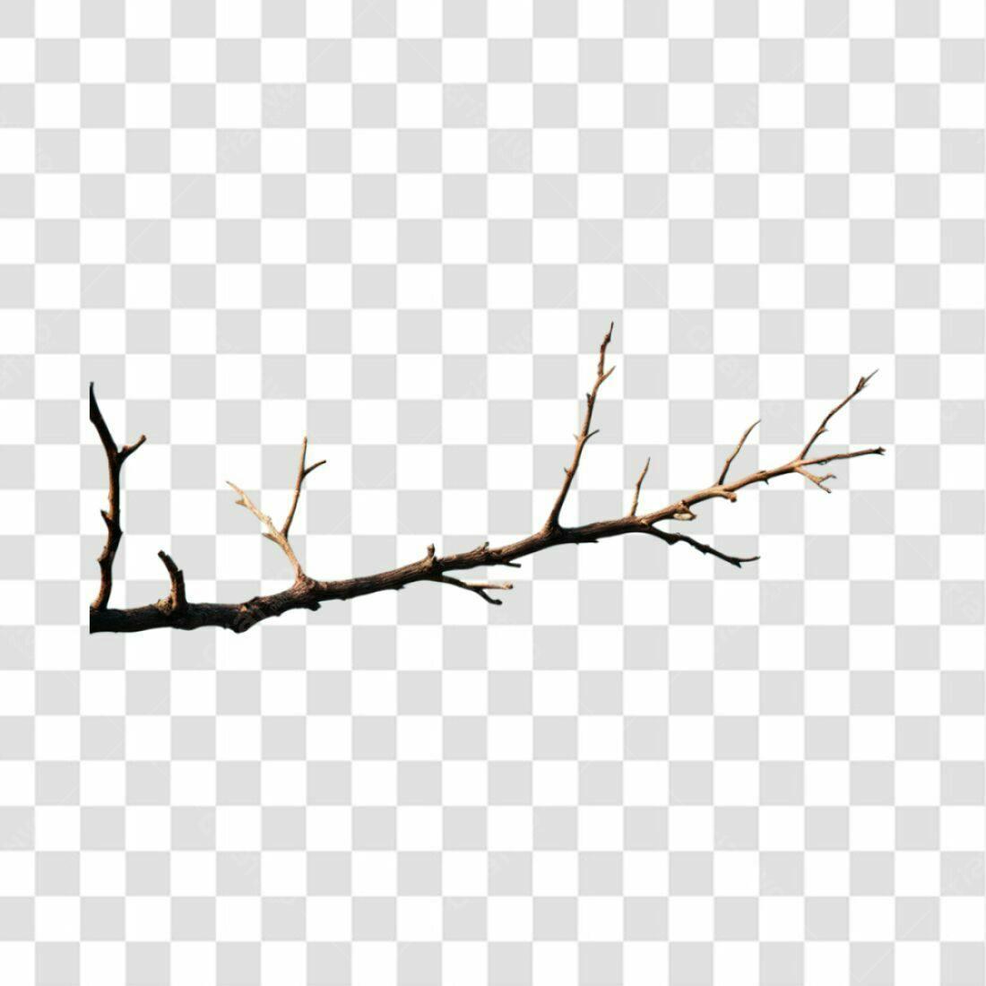 Elemento PNG Galho Seco com fundo transparente