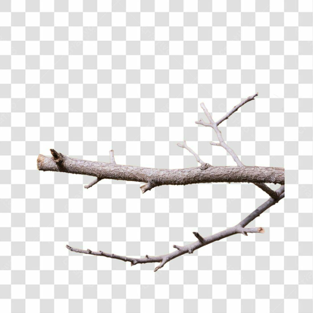 Elemento PNG com fundo transparente Galho Seco
