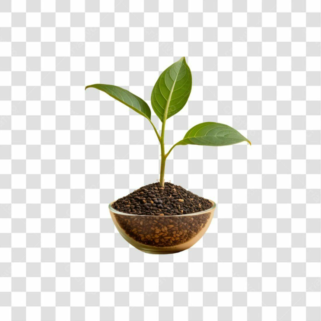 Icone Planta Crescimento PNG com fundo transparente